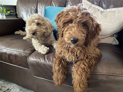 Labradoodle adoption - Discover how to adopt a Labradoodle puppy with our step-by-step guide. From application to meeting the litter, we ensure a smooth and joyful adoption process. Secure your …